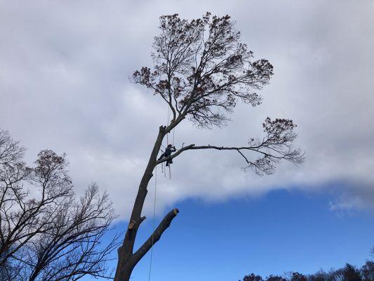 JM Firewood & Tree Removal Services