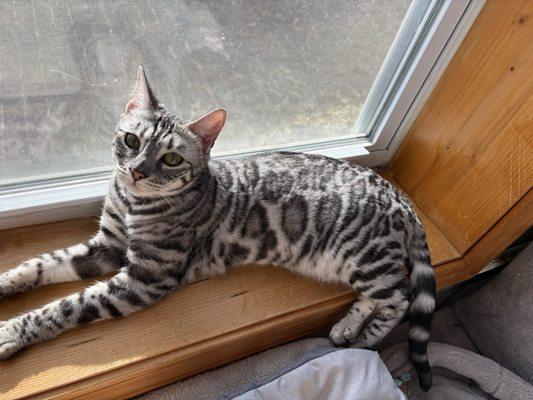 Town & Country Animal Rescue