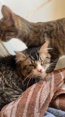 Dogwood Vet Hospital