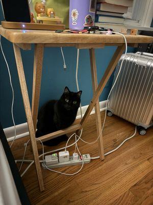 Gentle Giant Moving Company