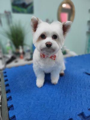 Coastal Canine Spa and Retreat