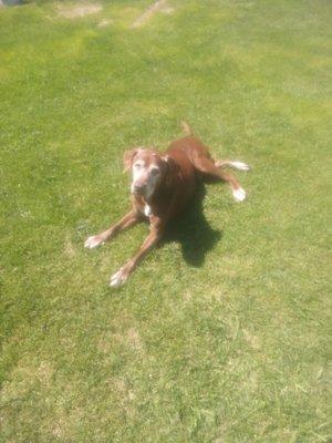 Northern Tier Veterinary Clinic