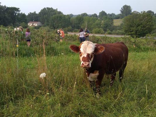 Brick House Acres - Garden Center & Berry Farm