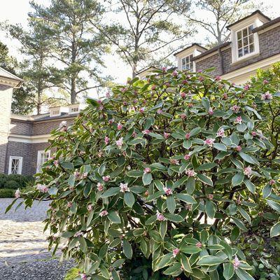 Landscape Maintenance