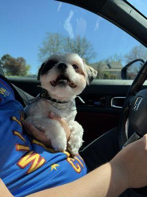 Shih-you After grooming