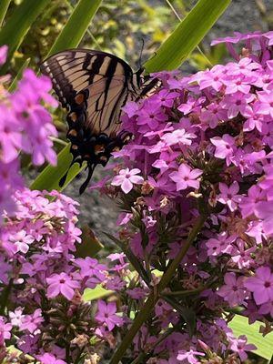 Willow Shade Nursery