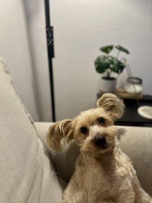 Dirty Dogs and Meow Del Mar