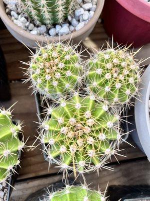 Echinopsis Hybrid Cacti