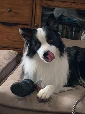 Animal Surgical Group