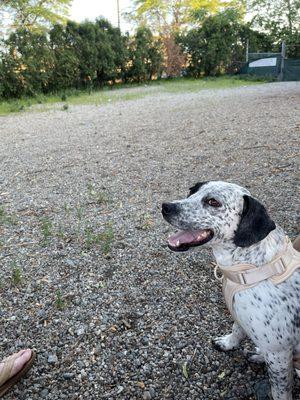 Mansfield Street Dog Park