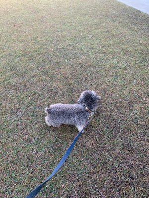 The Pooch Parlor Salon & Mobile Grooming