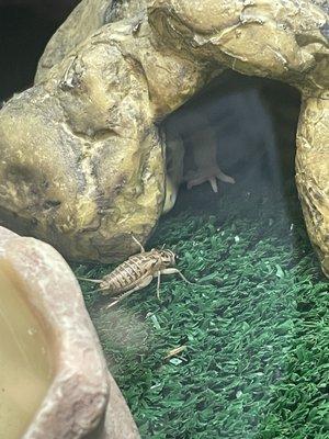 Live feeders left in tank. Crickets can bite and harm these animals.