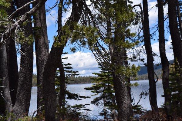 Tahoe National Forest