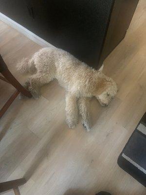 Canine Advanced Training Services Las Vegas