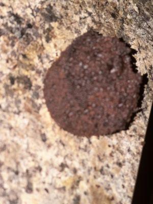 Sweet Frostings Blissful Bakeshop Whitworth