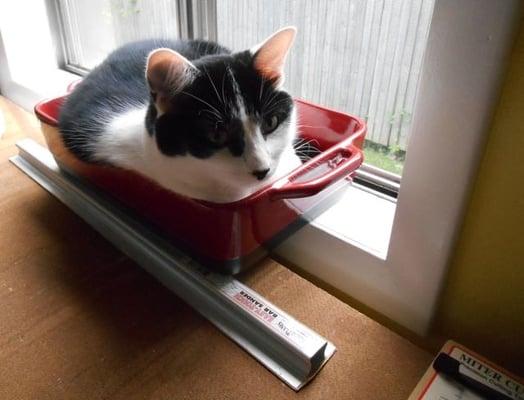 Out of the Litter Pan, and into the Lasagna Pan.