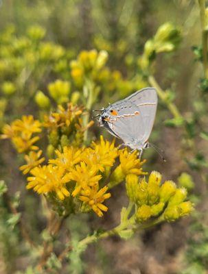 Madrona Marsh Preserve and Nature Center