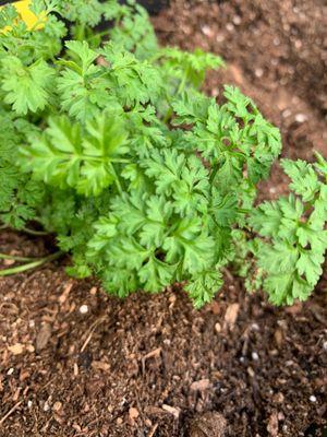 Chervil Herb
