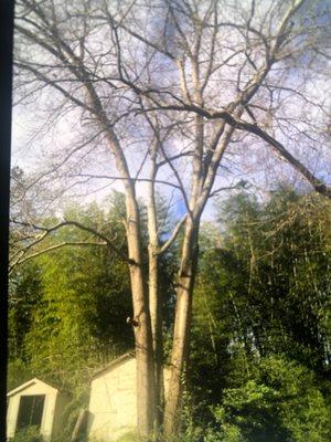 Southern Tree Service