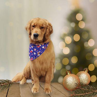 Pampered Paws Grooming Salon & Spa