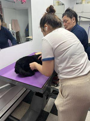 Paticas International Pet Grooming