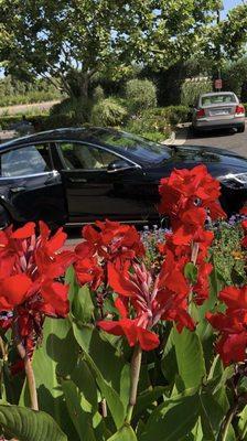 Pacific Heights Limo