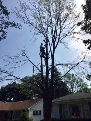 Beaver Tree Specialists