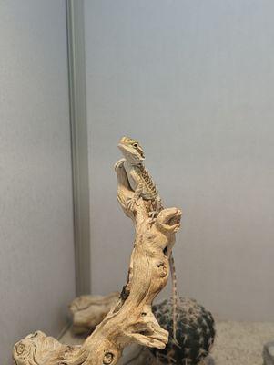 Fancy Bearded Dragon for $79.99