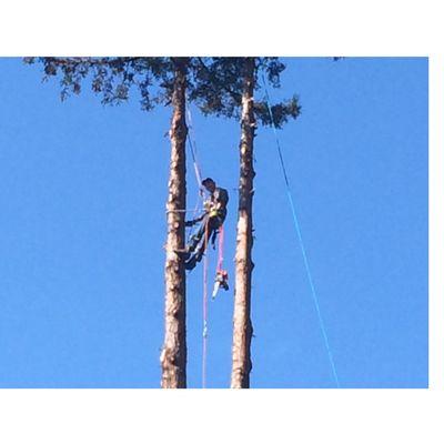 Hess Tree Services