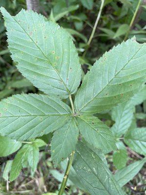 McGuffey Wildlife Preserve