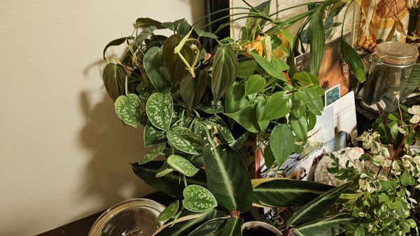 New bundles of philodendrons. Lovely!