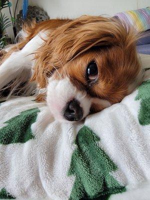 Dollie (hanging with Kat)