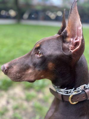 Millstone Animal Hospital PA