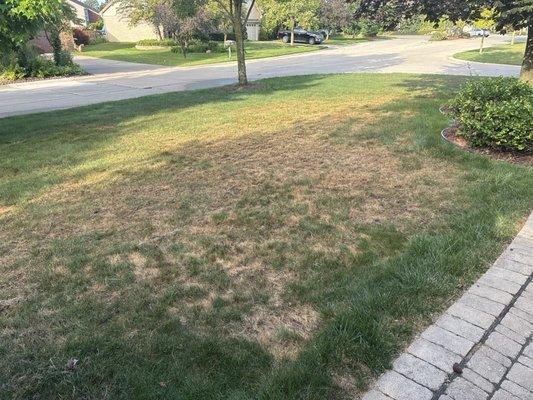 Dead grass. What am I paying for!?