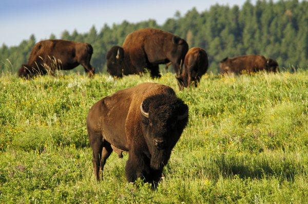 Prairie Spirit Tours