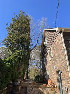 Cost-Low Tree Service and Landscaping