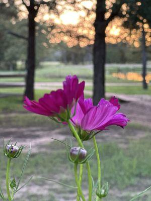 Ross's South Forty Rv Park