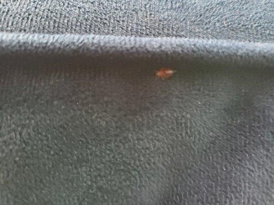 BED BUG!!