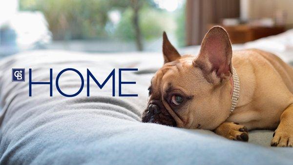 French bulldog in bed thank Coldwell Banker logo next to the word home