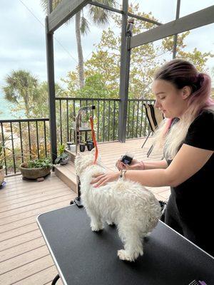 Clover Paw Solutions