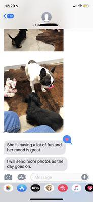 Wheels, Walks, and Wags