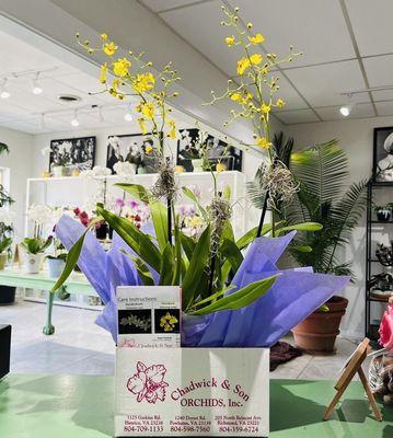 Oncidium Orchid Gift Arrangement