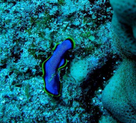 Nudibranch
