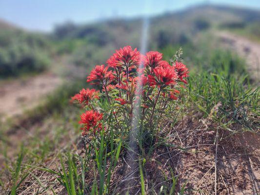 Bonneville Shoreline Preserve