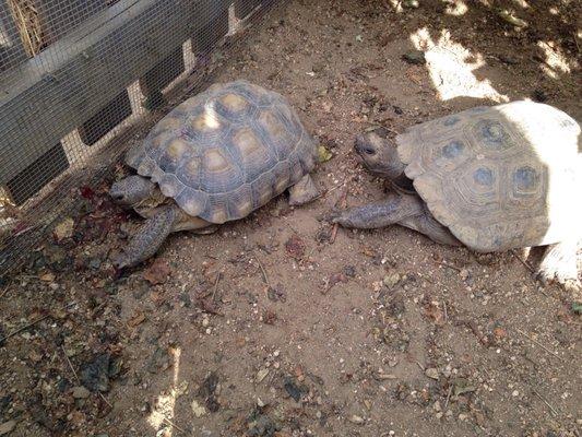 CSUF Children's Center