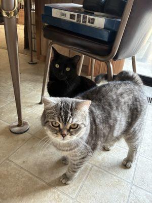 Pet Health Clinic