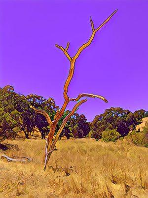 Bishop Ranch Regional Preserve