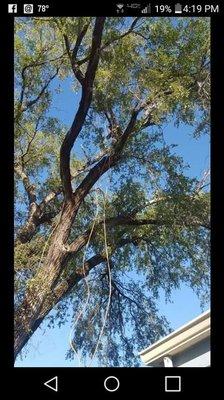 Squirrels Lawn and Tree Service