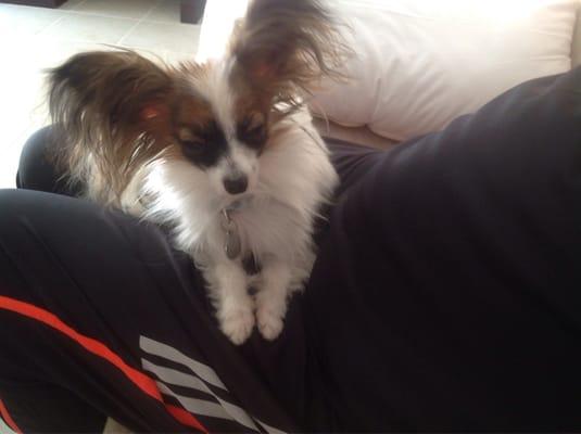 AirVets Pet Relocation