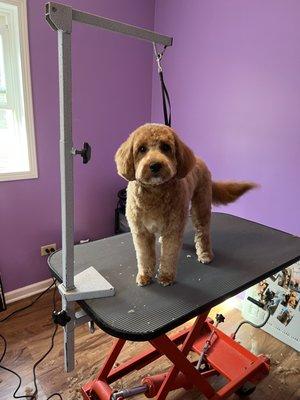 Hair Core Dog Grooming